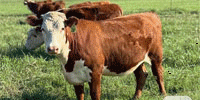 80 Hereford Bred Heifers... S. Central OK