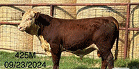 8 Reg. Hereford Bulls... Northeast TX