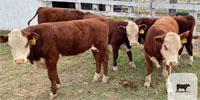 5 Purebred Polled Hereford Bull Calves... TX Panhandle