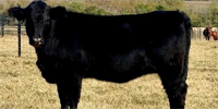 1 Reg. SimAngus Rep. Heifer... S. Central TX