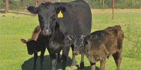 2 Fullblood Reg. Wagyu 1st-Calf Pairs... S. Central TX