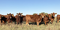 13 Red Angus & RWF Bred Heifers... Southwest MO