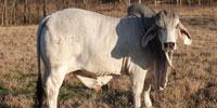 1 Reg. Brahman Bull... Northeast TX