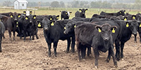 90 Angus & BWF Rep. Heifers... Southwest MO