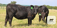 5 Angus Rep. Heifers... Central TX