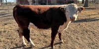 2 Reg. Hereford Bulls... W. Central OK