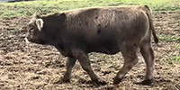 1 Reg. Braunvieh Bull... Northeast AL