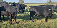 87 Angus & Angus Cross Cows... North TX