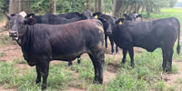 12 Angus/Brangus Open Rep. Heifers... S. Central LA