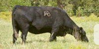 40 Mixed Breed Recip. Cows w/ Reg. Wagyu Heifer Pregnancies... Southwest OK