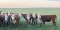 100	Hereford Bred Heifers... Southeast MT ~ FD