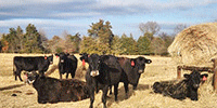 60 Angus & BWF Cows... Central AR