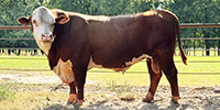 1 Reg. Hereford Bull... Northeast TX