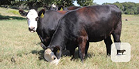 15 Angus/Hereford Bred Heifers... Central TX