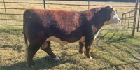 1 Reg. Hereford Bull... Central AR