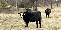 65 Angus & BWF Bred Heifers... Southwest MO