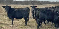 40 Angus Bred Heifers... Southeast KS