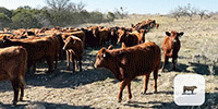 100+ Red Angus & Red Angus Composite Bred Heifers... North TX ~ BVD-PI Neg.