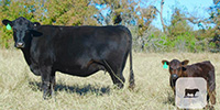 10 Angus Pairs... Central TX