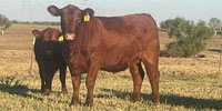 7 Red Angus Rep. Heifers... S. Central TX