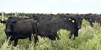 80 Angus & SimAngus Bred Heifers... Northeast SD ~ FD
