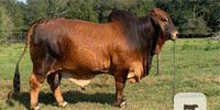 2 Reg. Red Brahman Bulls... East TX