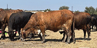 48 Angus/Brangus, BWF, Charolais Cross & Crossbred Cows w/ 2+ Calves... Central TX