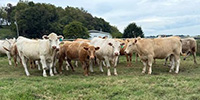 23 Purebred Charolais & Red Angus Cross Bred Heifers... Southwest MO
