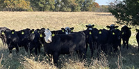75 Angus & BWF Rep. Heifers... SW Missouri