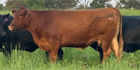 17 Angus, BWF & Red Angus Cows... Southeast OK
