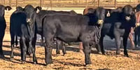 75 Brangus Rep. Heifers... N. Central TX (1)