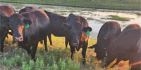 15 Angus Bred Heifers... Central KS