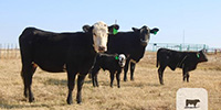 9 Angus Cross 'BWF' 1st-Calf Pairs... Central TX