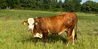 24 F1 Braford/Tigerstripe Bred Heifers... North TX