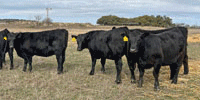 7 Reg. Angus Rep. Heifers... N. Central TX