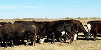 45 Angus/Brangus & BMF Cows... Central TX