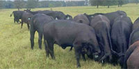35 Brangus Bred Heifers... Northeast TX