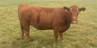 18 Red Angus Bred Heifers... N. Central TX