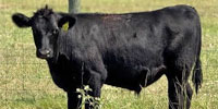 14 Akaushi/Angus Feeder Cattle... East TX