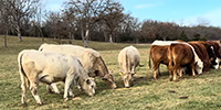 18 Charolais & Red Angus Bred Heifers... Southwest MO