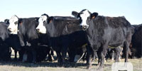 90 Angus & 'BWF' Cows... E. Central OK