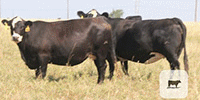 85 Angus & BWF Cows... TX Panhandle