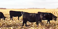 66 Angus Bred Heifers... E. Central NE