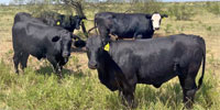40 Angus & Angus Plus Bred Heifers... TX Panhandle