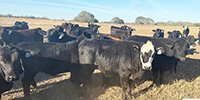 40 Brangus Cross Rep. Heifers... South TX