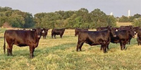 20 Angus Bred Heifers... Southeast OK