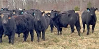 88 Angus & Red Angus Bred Heifers for Sale @ Auction... Central TN