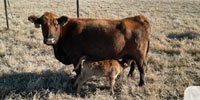 30 Red Angus & Red Angus/Akaushi Pairs... North TX