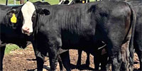 14 Brangus Baldy Rep. Heifers... N. Central LA