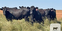 87 Angus Bred Heifers... Southwest OK